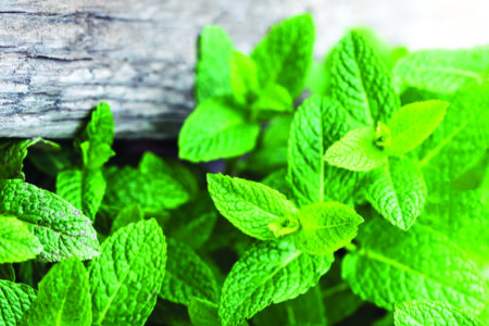 5 Herbs to Beat the Heat Image